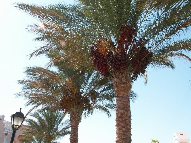 Photograph