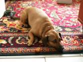 Photo Number 9